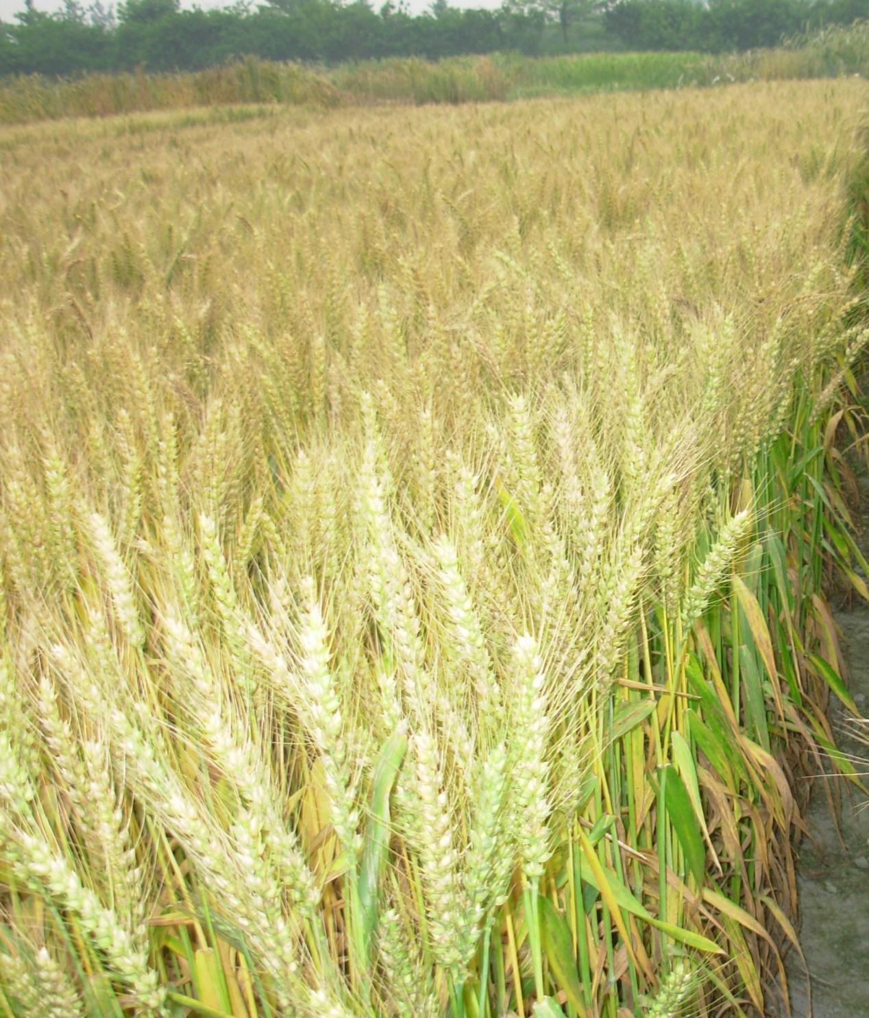 蜀麦137 (高产多抗广适常规小麦)