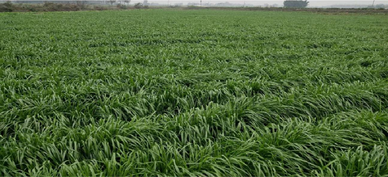 “安第斯”多花黑麦草