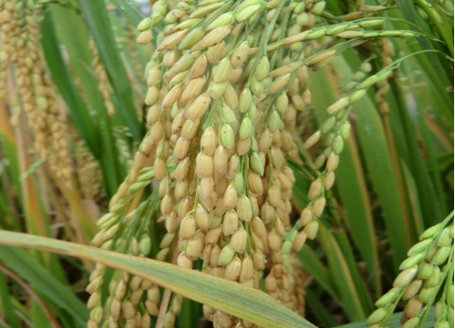 广优498(广适杂交稻)