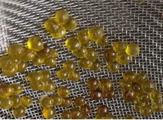 一种颗粒状花椒精油软胶囊产品的加工技术及其产品