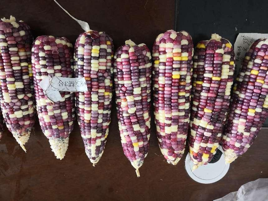 荣玉糯3号 (优质糯玉米)