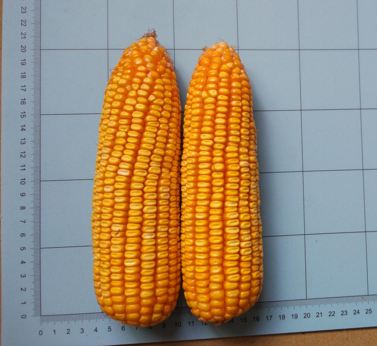 金西南1714（普通玉米）