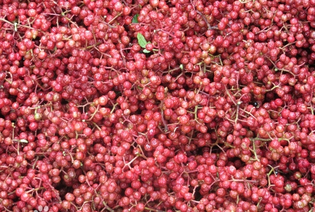 越西贡椒 (红花椒良种)