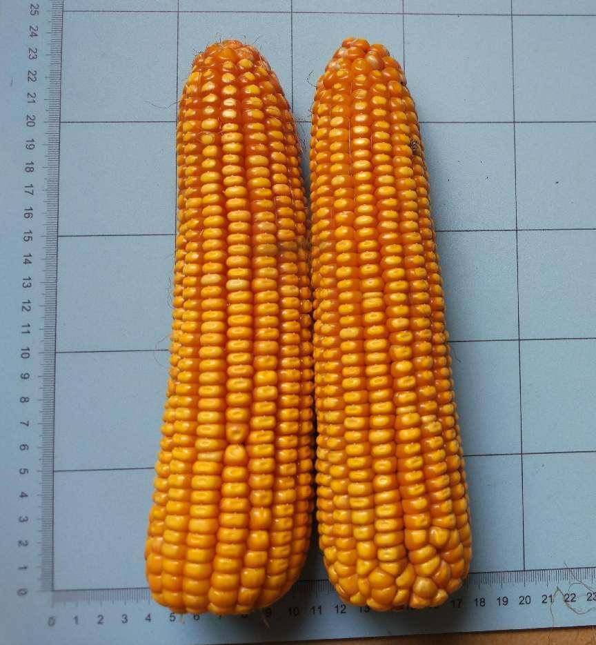 金荣1717（普通玉米）