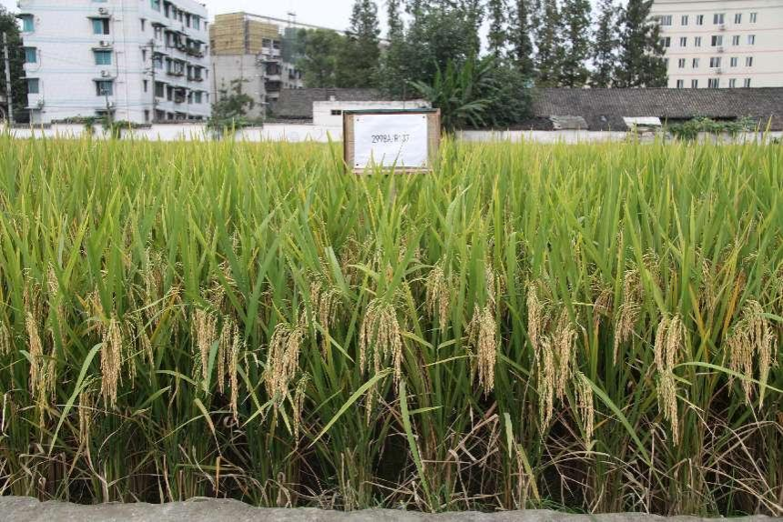 泸优137 (广适杂交稻)