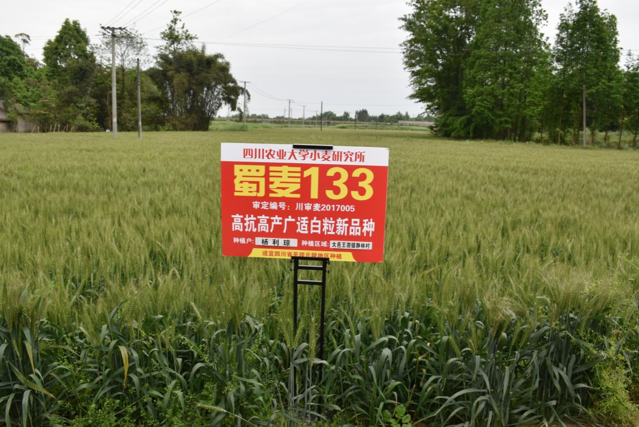 蜀麦133  (高产多抗广适白粒常规小麦)